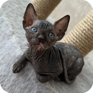 Sticker Чорни - 1