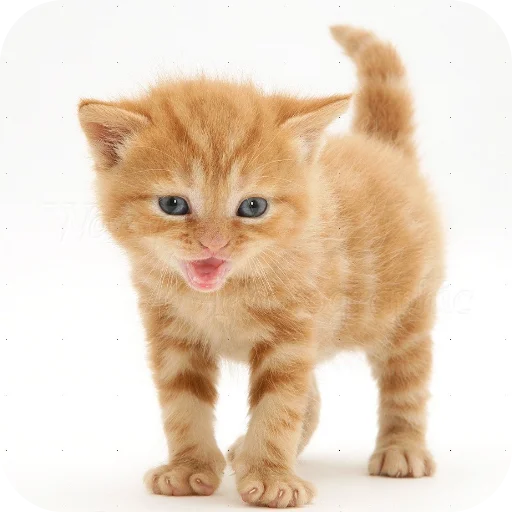 Sticker CHozzabreto8 - 1