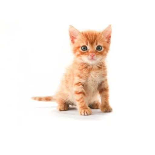 Стикер CHozzabreto8 - 1