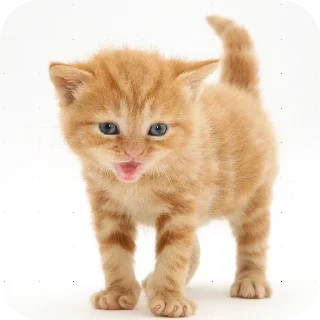 Стикер Рыжык@itsheeshit - 9