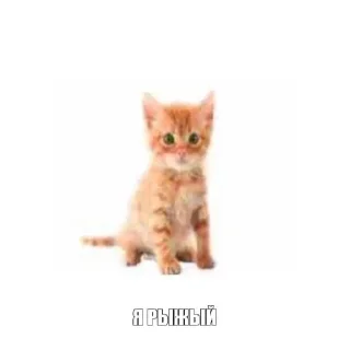 Стикер Рыжык@itsheeshit - 5