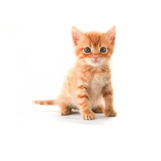 Стикер Рыжык@itsheeshit - 4