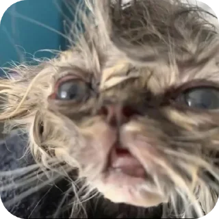 Sticker Что сказать ? - 3