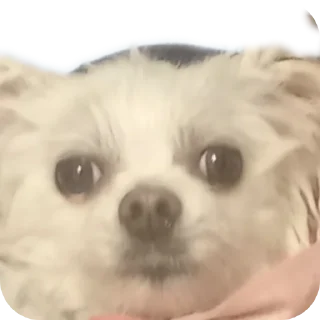 Sticker Чухня - 5