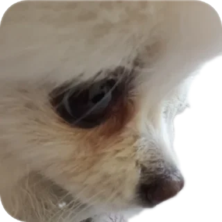 Sticker Чухня - 7