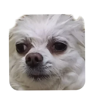 Sticker Чухня - 11