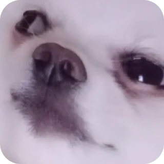 Sticker Чухня - 9