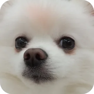 Sticker Чухня - 4