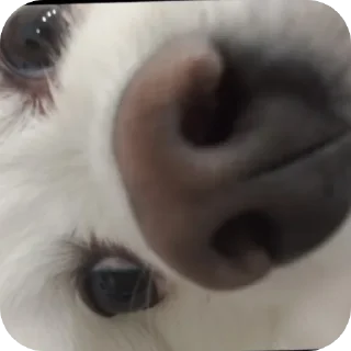 Sticker Чухня - 2