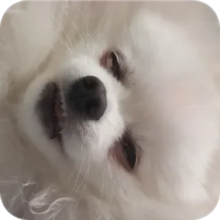 Sticker Чухня - 6