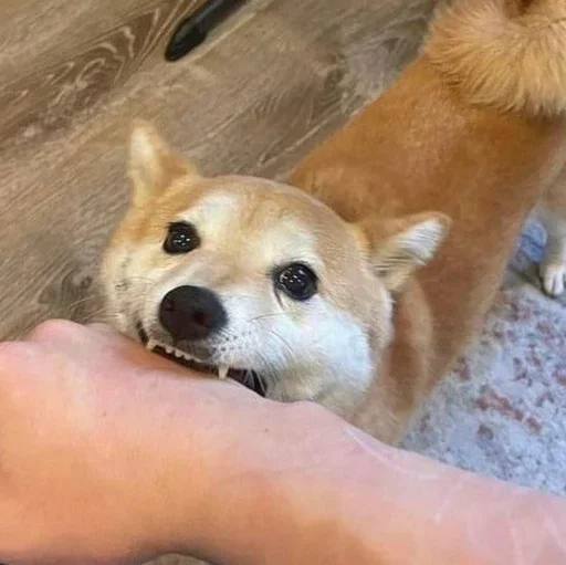 Sticker CJPNwhBTgH_by_WeStickerbot - 1