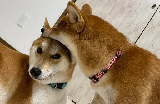 Стикер CJPNwhBTgH_by_WeStickerbot - 1