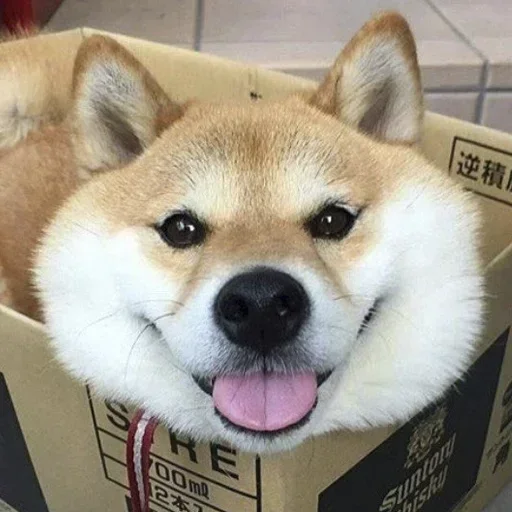 Стикер CJPNwhBTgH_by_WeStickerbot - 1