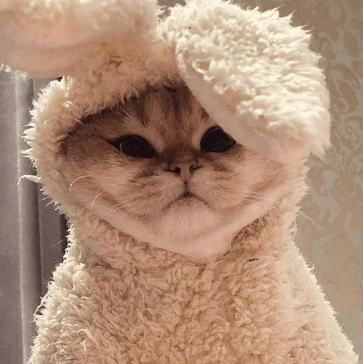 Cats Mood | @Berly - кошки малого и среднего размера