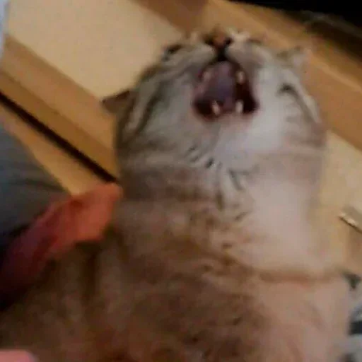 Стикер CMyoYiL_by_achestickbot - 1