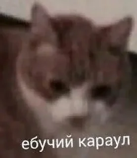 Sticker Больше стиков тут: @stikery4 - 8