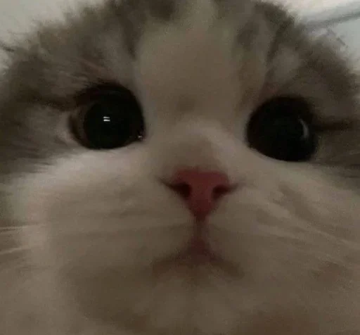 Sticker COJINZYAFV_by_stikeri_stikeri_bot - 1