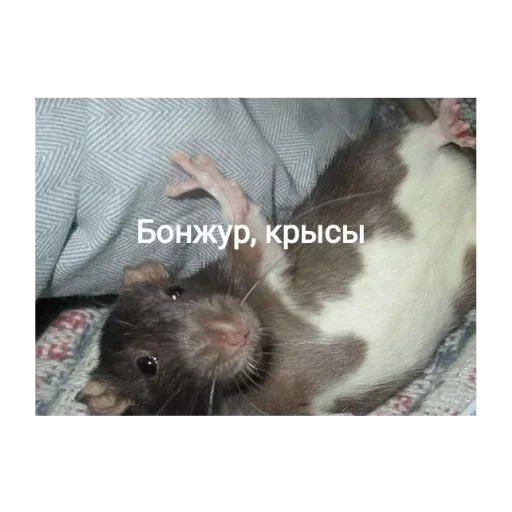 Стикер Стики 4281 из @Anonymnyi_chat_bot - 5