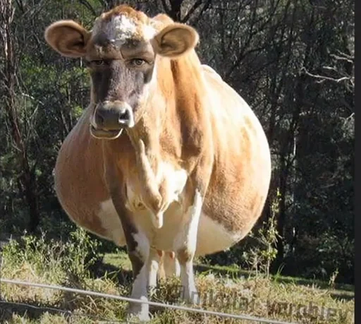 животное млекопитающее на открытом воздухе