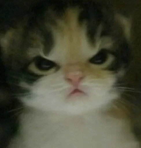 Sticker CXEJRWFDWB_by_stikers_du_ark_bot - 1