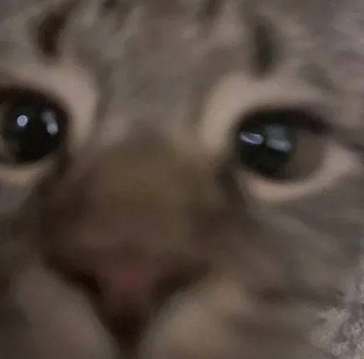 Sticker CXEJRWFDWB_by_stikers_du_ark_bot - 1