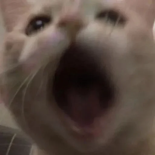 Sticker CXEJRWFDWB_by_stikers_du_ark_bot - 1