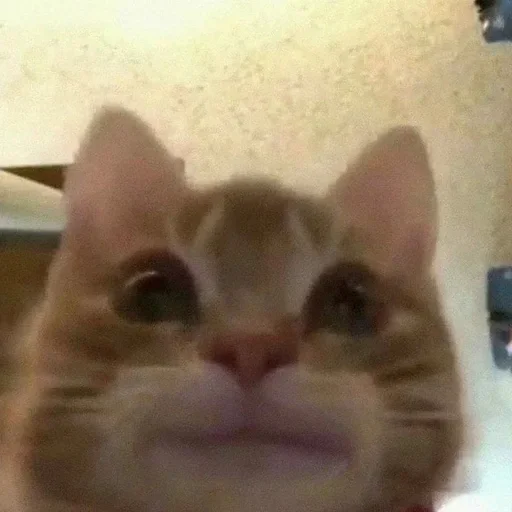 Sticker CXEJRWFDWB_by_stikers_du_ark_bot - 1