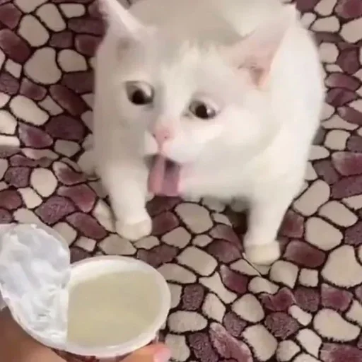 Sticker CXEJRWFDWB_by_stikers_du_ark_bot - 1