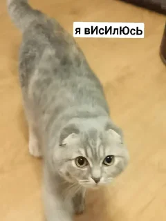 Стикер Мой стикерпак, сделан в @moyi_stikery_bot - 4