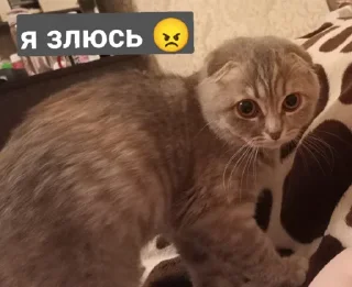 Стикер Мой стикерпак, сделан в @moyi_stikery_bot - 9