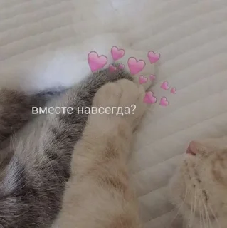 Стикер Котики @stickerslovez - 9