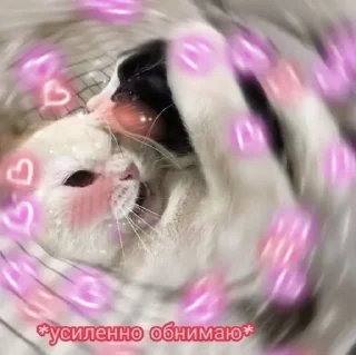 Стикер Котики @stickerslovez - 11