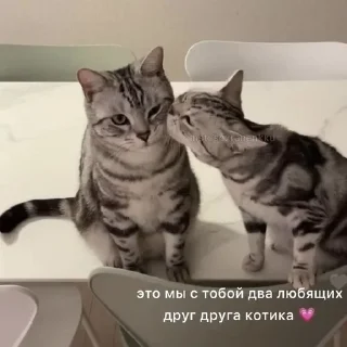 Стикер Котики @stickerslovez - 1
