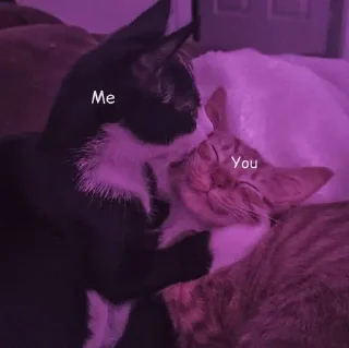 Стикер Котики @stickerslovez - 10