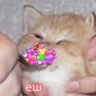 Стикер Котики @stickerslovez - 8