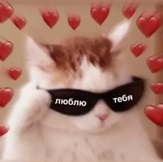 Стикер Котики @stickerslovez - 3