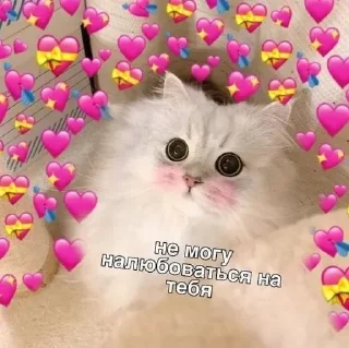 Стикер Котики @stickerslovez - 2