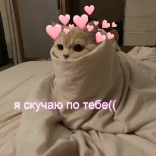 Стикер Котики @stickerslovez - 4