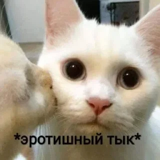 Стикер Котики @stickerslovez - 5