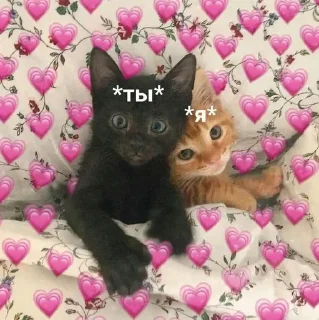 Стикер Котики @stickerslovez - 7