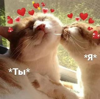 Стикер Котики @stickerslovez - 6