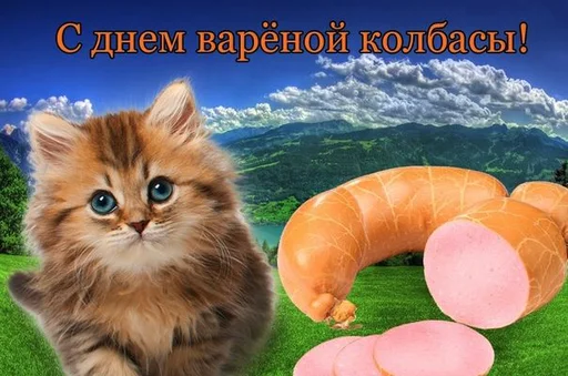 animal mammal kitten