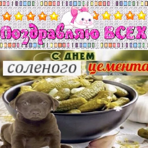 СМС собака животное