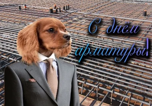 порода собак воротник собака