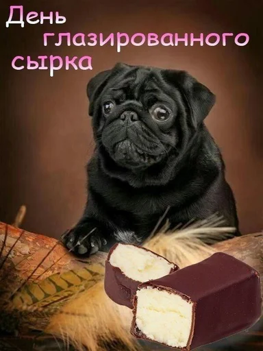 animal dog breed pug