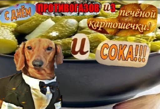 СМС собака животное