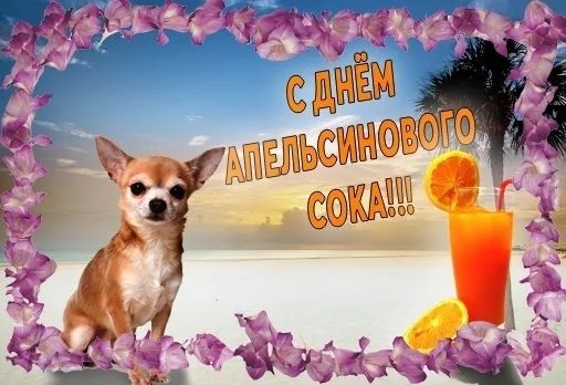 dog animal orange