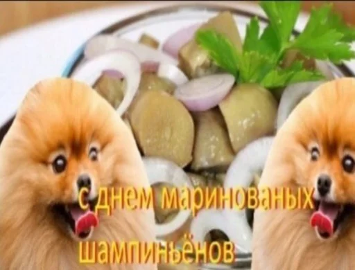 собака животное млекопитающее