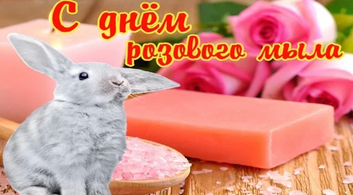 кролики и зайцы кролик домашний кролик