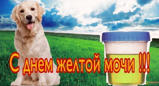 животное трава на открытом воздухе